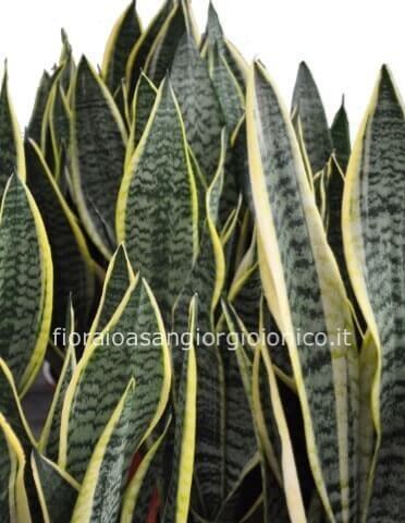 Pianta di sansevieria vaso