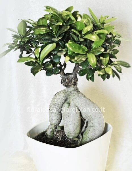 Pianta di Bonsai Ficus Ginseng, con vaso in ceramica bianco.