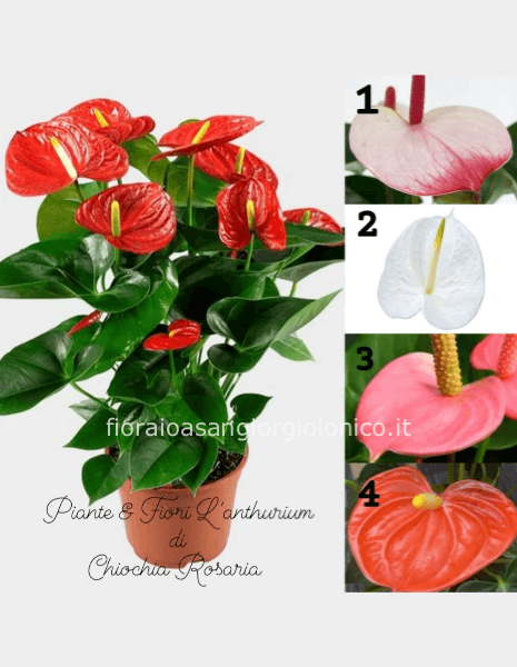Anthurium