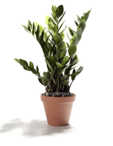 Zamioculcas