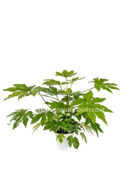 Aralia