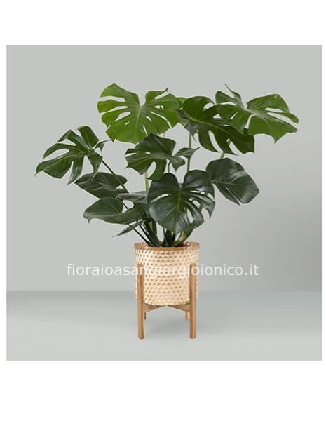 Philodendron pertusum