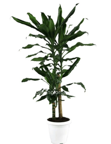 Dracaena Fragrans