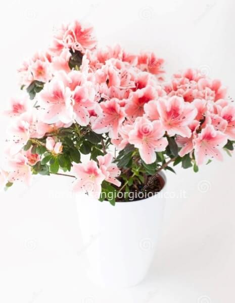 Pianta di Azalea